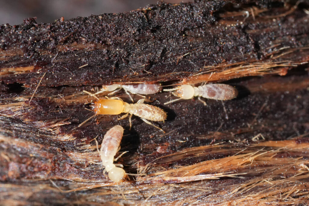 termite inspection and treatment for termite damaged home