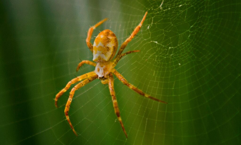 treatment for spiders - pest control